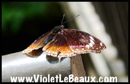 VioletLeBeaux-Melbourne-Zoo-1030198_1352 copy